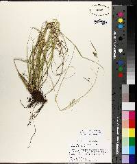 Carex cherokeensis image