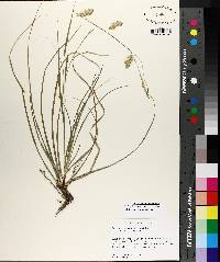 Carex cherokeensis image