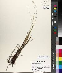 Carex exilis image