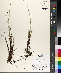 Carex exilis image