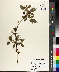 Staphylea trifolia image