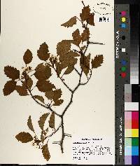 Crataegus alma image