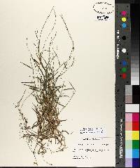 Muhlenbergia schreberi image