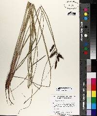 Image of Carex glaucescens