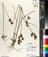 Juncus scirpoides image