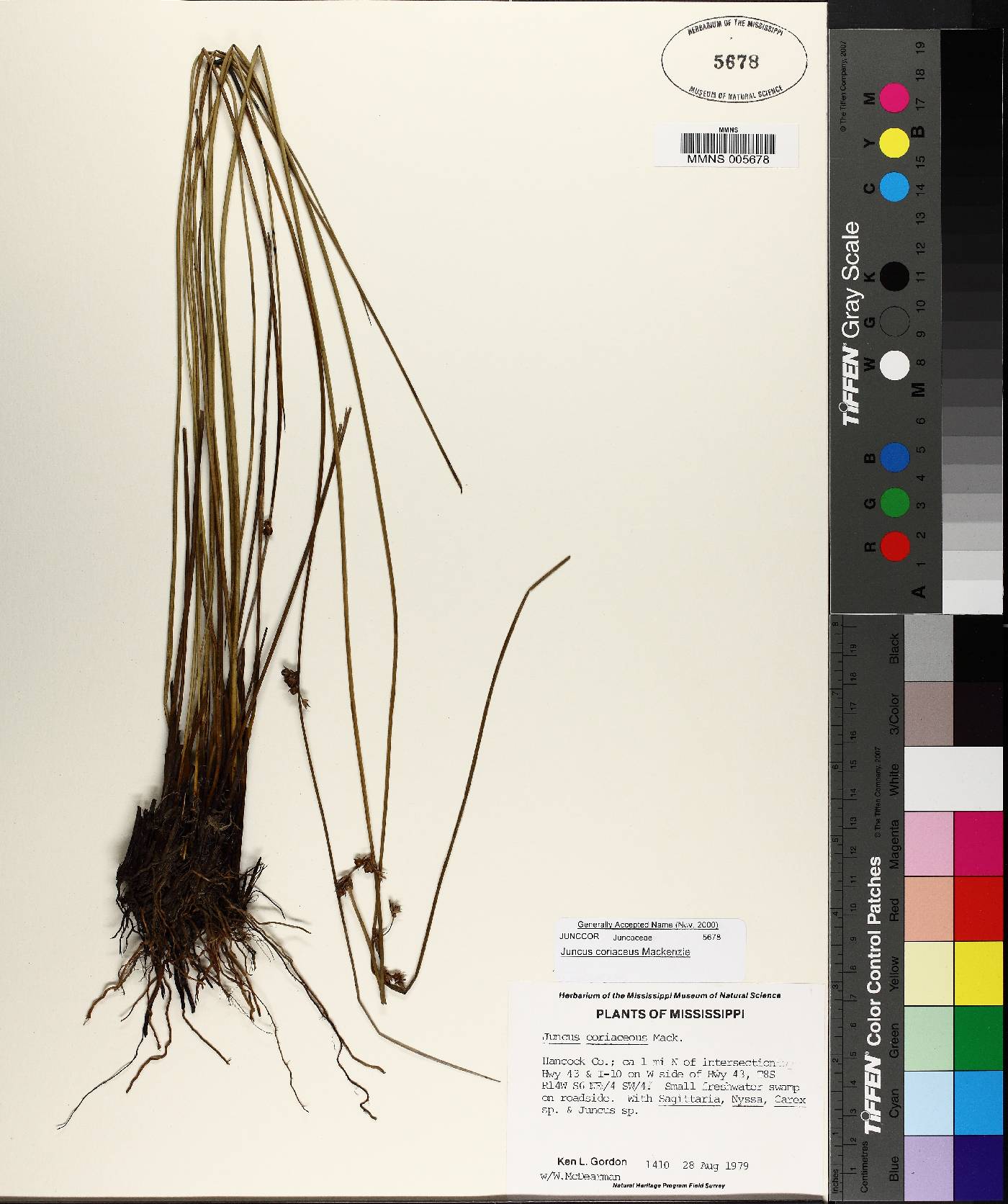 Juncus coriaceus image