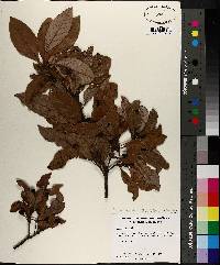 Image of Persea palustris
