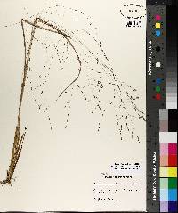Image of Eragrostis refracta