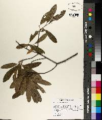 Image of Quercus incana