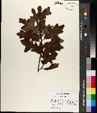 Quercus margarettiae image