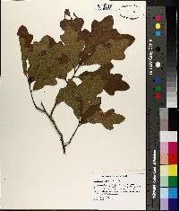 Image of Quercus margarettiae