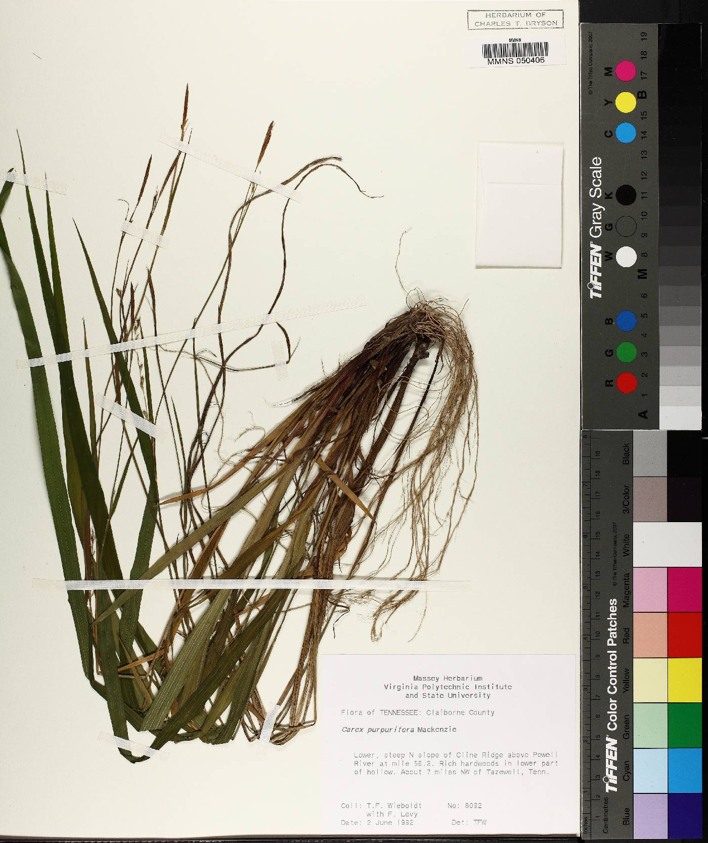 Carex purpurifera image