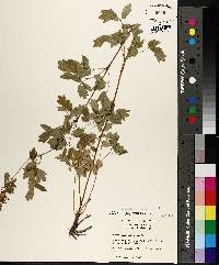 Thalictrum pubescens image