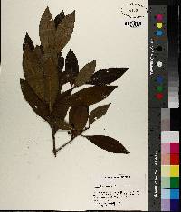 Osmanthus americanus image