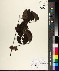 Berchemia scandens image