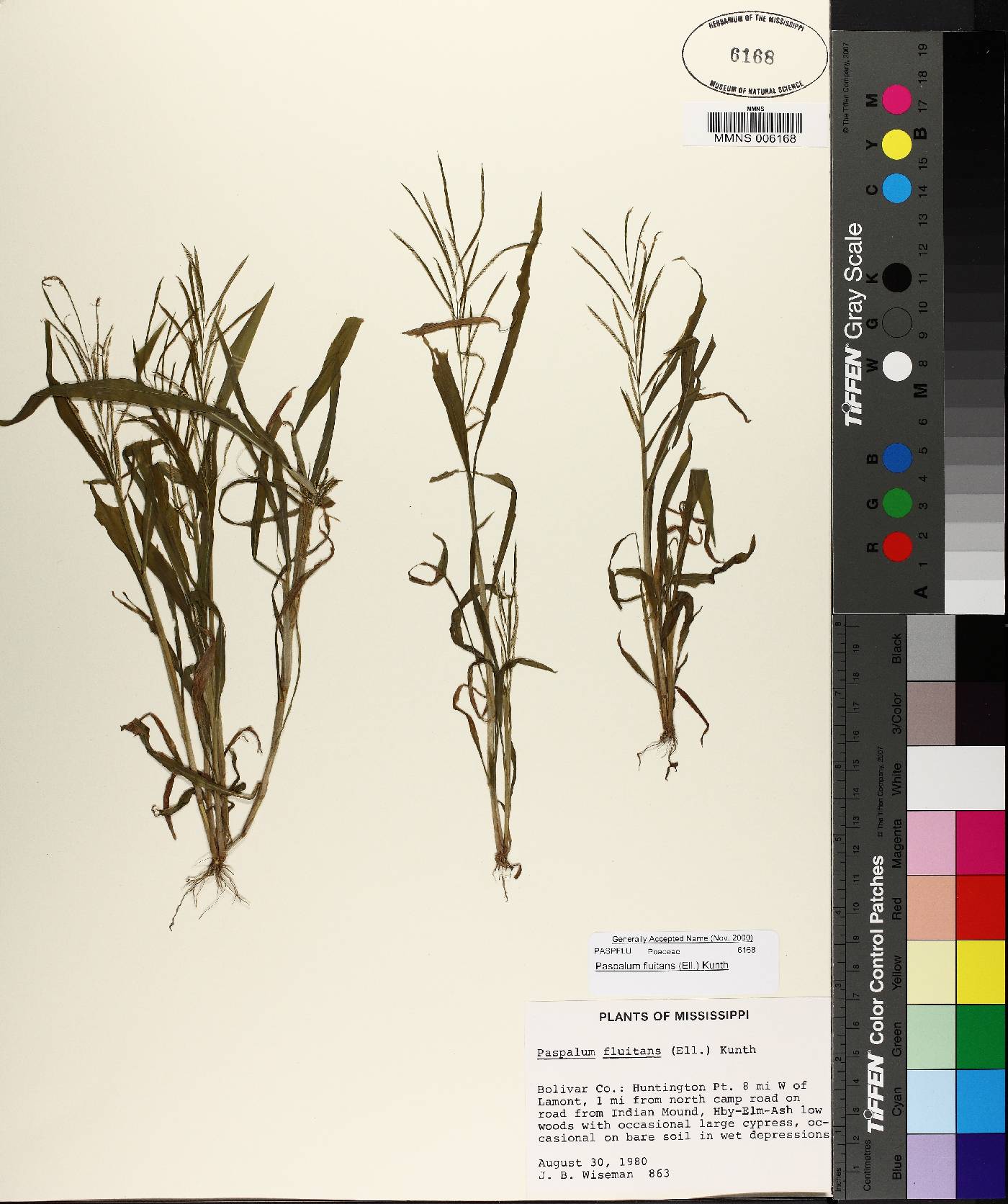 Paspalum fluitans image