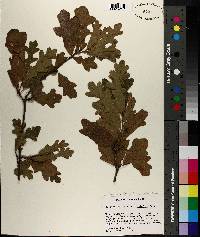 Quercus similis image