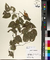 Smilax tamnoides image