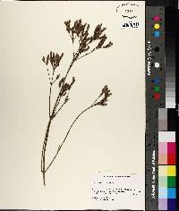 Verbena bonariensis image