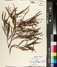 Salix interior image