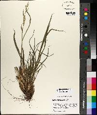 Bromus catharticus image