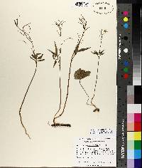 Cardamine angustata image