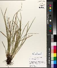 Carex willdenowii image