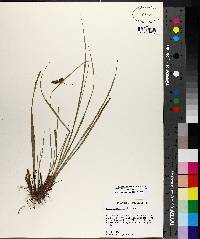 Carex complanata image