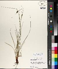 Carex complanata image