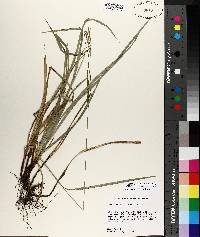 Carex oxylepis image