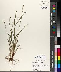 Carex oxylepis image