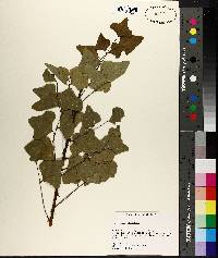 Erythrina herbacea image