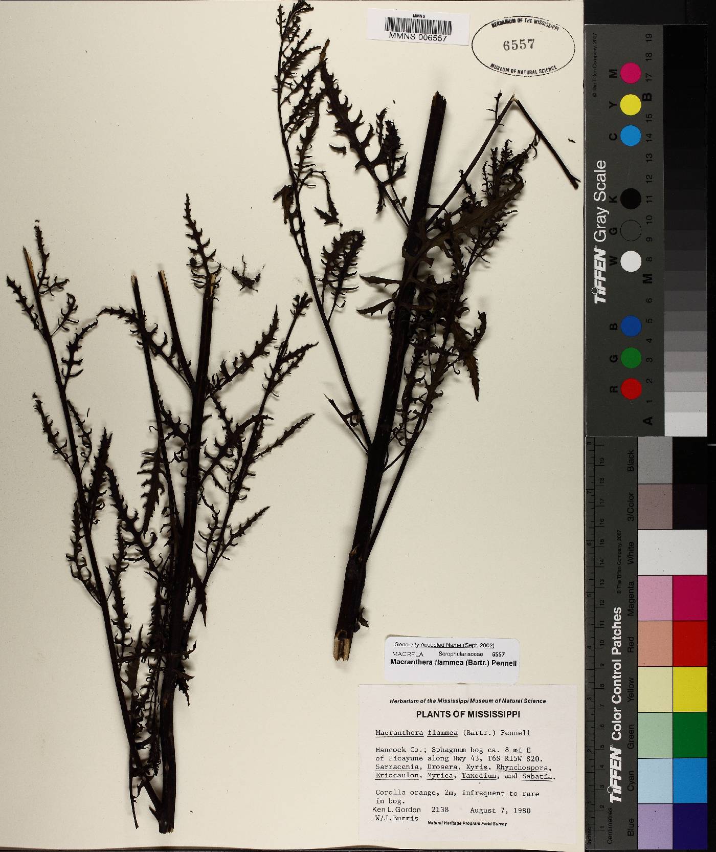 Macranthera flammea image