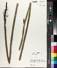 Equisetum prealtum image