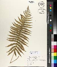 Thelypteris kunthii image