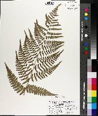 Dryopteris ludoviciana image