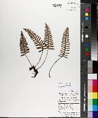 Pleopeltis polypodioides image