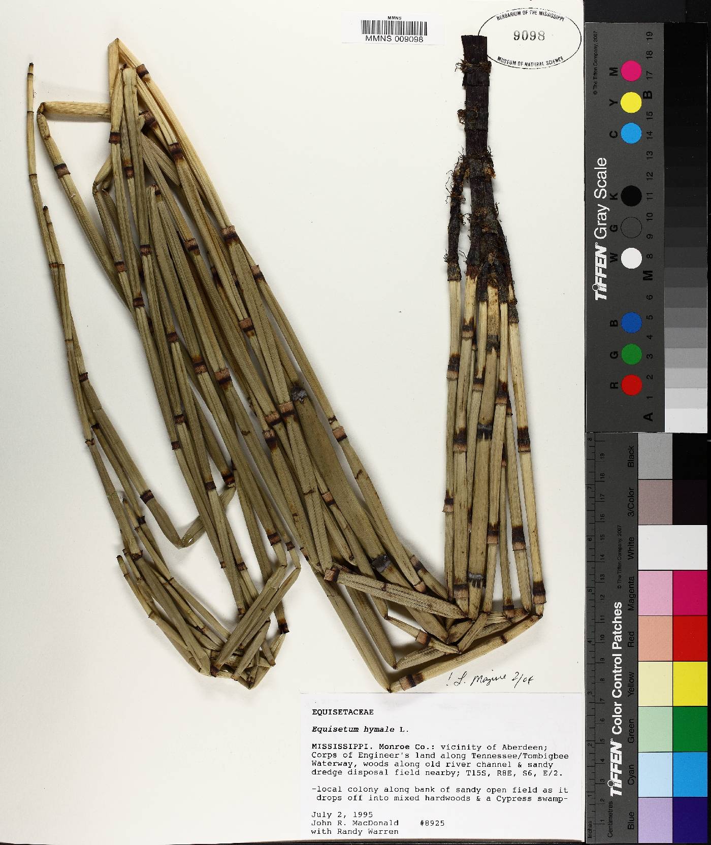 Equisetum prealtum image