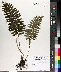 Polystichum acrostichoides var. acrostichoides image