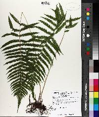 Thelypteris kunthii image