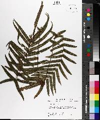 Pteris vittata image