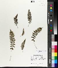 Athyrium filix-femina var. asplenioides image