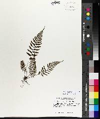 Athyrium filix-femina var. asplenioides image