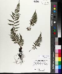 Athyrium filix-femina var. asplenioides image