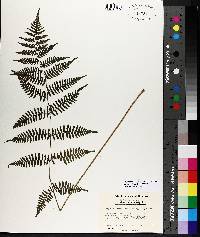 Athyrium filix-femina var. asplenioides image