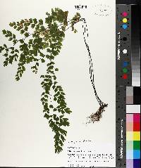 Adiantum capillus-veneris image