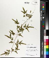 Lygodium japonicum image