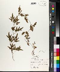 Lygodium japonicum image