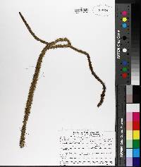 Lycopodiella alopecuroides image