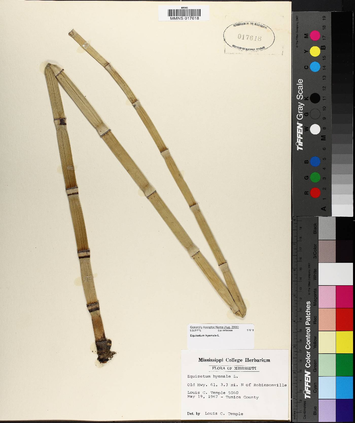 Equisetum prealtum image